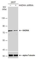 HADHA Antibody in Western Blot (WB)