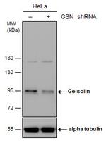 Gelsolin Antibody in Western Blot (WB)
