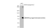 GALC Antibody in Western Blot (WB)