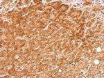 FMRP Antibody in Immunohistochemistry (Paraffin) (IHC (P))
