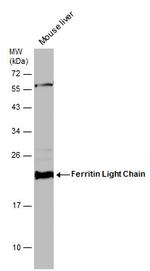 Ferritin Light Chain Antibody in Western Blot (WB)