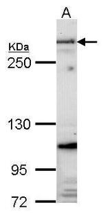Fibrillin 1 Polyclonal Antibody