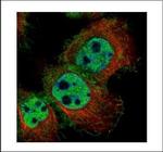 Lyn Antibody in Immunocytochemistry (ICC/IF)