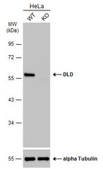 DLD Antibody in Western Blot (WB)