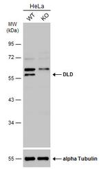 DLD Antibody in Western Blot (WB)
