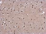 CBP Antibody in Immunohistochemistry (Paraffin) (IHC (P))