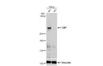 CBP Antibody in Western Blot (WB)