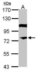 NOR-1 Polyclonal Antibody