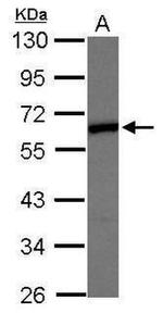 ELK1 Antibody in Western Blot (WB)
