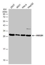 HMGB1 Antibody in Western Blot (WB)