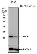 HMGB1 Antibody in Western Blot (WB)