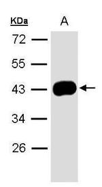 Maspin Antibody in Western Blot (WB)