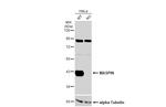 Maspin Antibody in Western Blot (WB)
