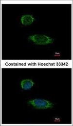 Caspase 1 Polyclonal Antibody