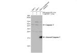 Caspase 1 Antibody in Western Blot (WB)