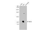 BCL6 Antibody in Western Blot (WB)