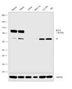 BCL6 Antibody in Western Blot (WB)