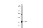 BCL6 Antibody in Western Blot (WB)
