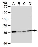 TCP-1 eta Polyclonal Antibody
