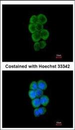 c-Cbl Polyclonal Antibody