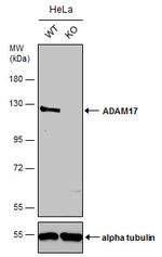 ADAM17 Antibody in Western Blot (WB)