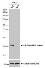 Adenosine Kinase Antibody in Western Blot (WB)