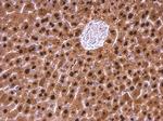 Adenosine Kinase Antibody in Immunohistochemistry (Paraffin) (IHC (P))