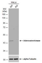 Adenosine Kinase Antibody in Western Blot (WB)