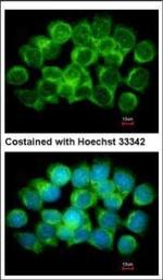 AHCY Antibody in Immunocytochemistry (ICC/IF)