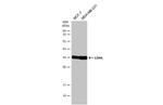LDHA Antibody in Western Blot (WB)