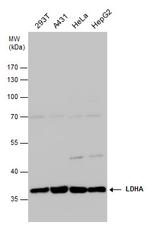 LDHA Antibody in Western Blot (WB)