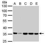 LDHA Antibody in Western Blot (WB)
