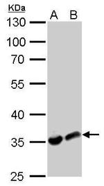 LDHA Antibody in Western Blot (WB)