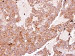 eIF3d Antibody in Immunohistochemistry (Paraffin) (IHC (P))