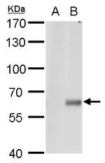CPNE1 Polyclonal Antibody