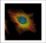 USP11 Antibody in Immunocytochemistry (ICC/IF)