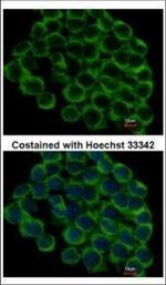 HSP90 beta Polyclonal Antibody