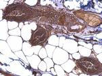 HSP90 beta Antibody in Immunohistochemistry (Paraffin) (IHC (P))