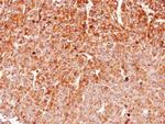 HSP90 beta Antibody in Immunohistochemistry (Paraffin) (IHC (P))