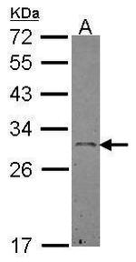 Ephrin A3 Polyclonal Antibody