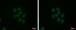 SRSF9 Polyclonal Antibody