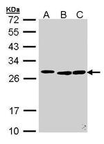 SRSF9 Antibody in Western Blot (WB)