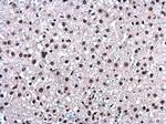 UAP56 Antibody in Immunohistochemistry (Paraffin) (IHC (P))