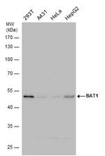 UAP56 Antibody in Western Blot (WB)