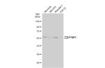 PTBP1 Antibody in Western Blot (WB)