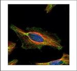 KNP-I Polyclonal Antibody