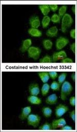 COX5A Antibody in Immunocytochemistry (ICC/IF)