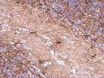 ENSA Antibody in Immunohistochemistry (Paraffin) (IHC (P))