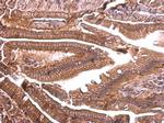 ENSA Antibody in Immunohistochemistry (Paraffin) (IHC (P))