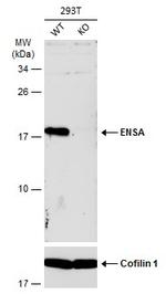 ENSA Antibody in Western Blot (WB)